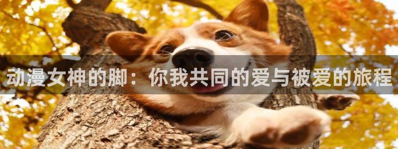 囧次元官方网站入口
