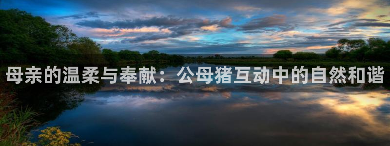 囧次元官方入口官网：母亲的温柔与奉献：公母猪互动中的自然和谐